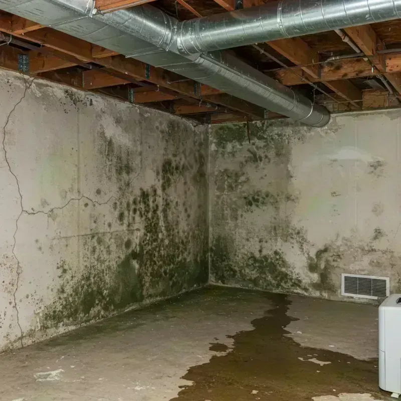 Professional Mold Removal in Cambria, IL